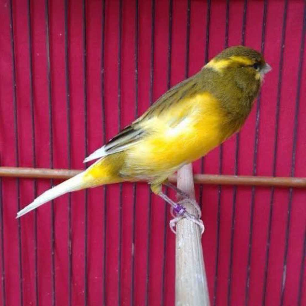 kenari f2 pilihan jantan super