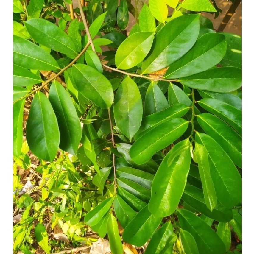 

DAUN SIRSAK SEGAR/DAUN SIRSAK PENGOBATAN/ DAUN SIRSAK PER LEMBAR