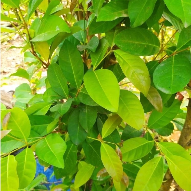 

DAUN SALAM SEGAR DIPETIK DADAKAN /DAUN SALAM UNTUK MASAKAN/ DAUN SALAM BUMBU