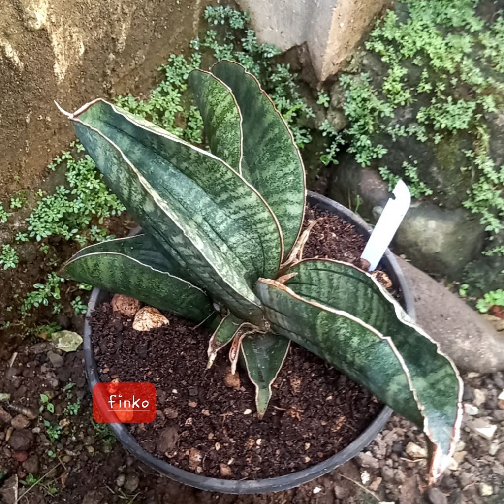 R. 1734. sansevieria sinus simiorum, Malawi. ex. induk variegata