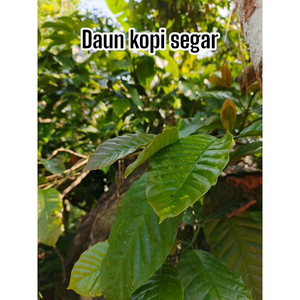 

daun kopi segar harga per lembar daun