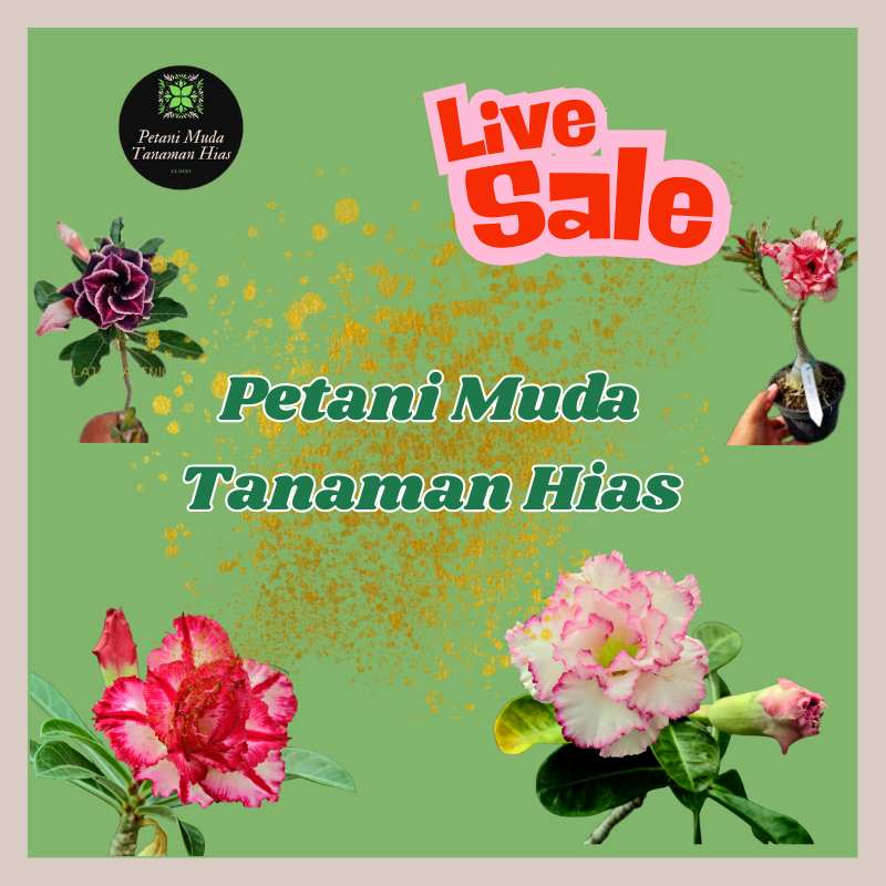 Flash Sale Tanaman Hias Adenium Bunga Tumpuk Kamboja Jepang -Harga Mulai 20 Ribuan Saja