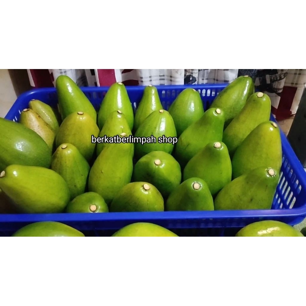 

alpukat kalimantan