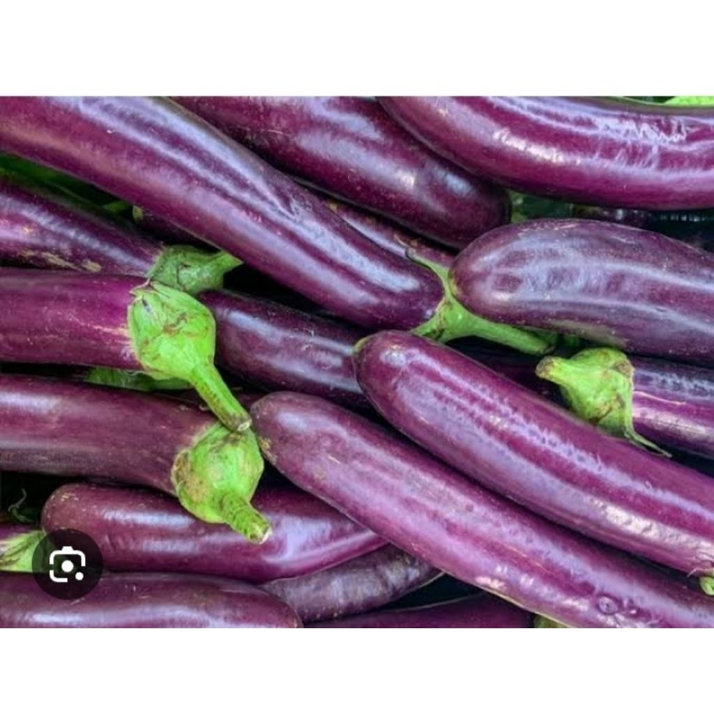 

500g terong ungu besar