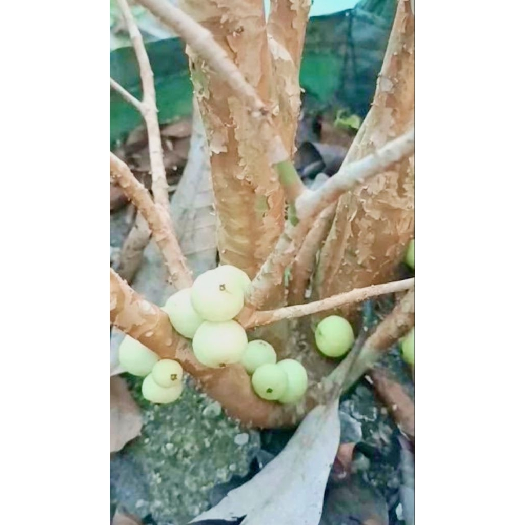 bibit anggur pohon white joboticaba