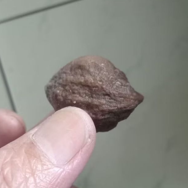 Kemiri Adu Muncang Adu Yanti Merhit Junior Urgen Tua Jatuhan