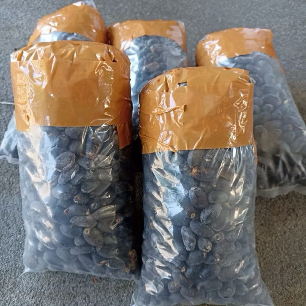 

biji jarak belum kupas