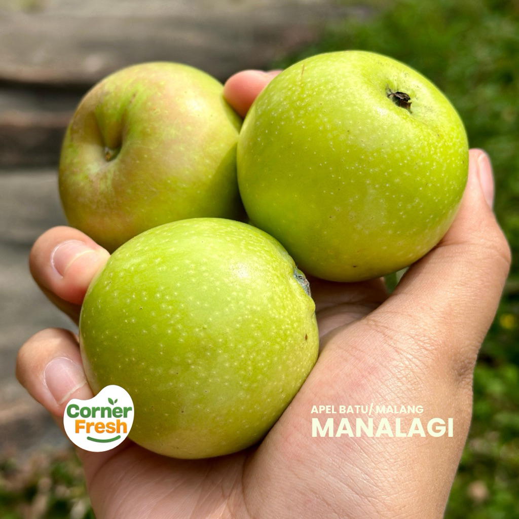 

Apel Manalagi khas Batu ukuran Mini 1kg isi 24-29 Buah
