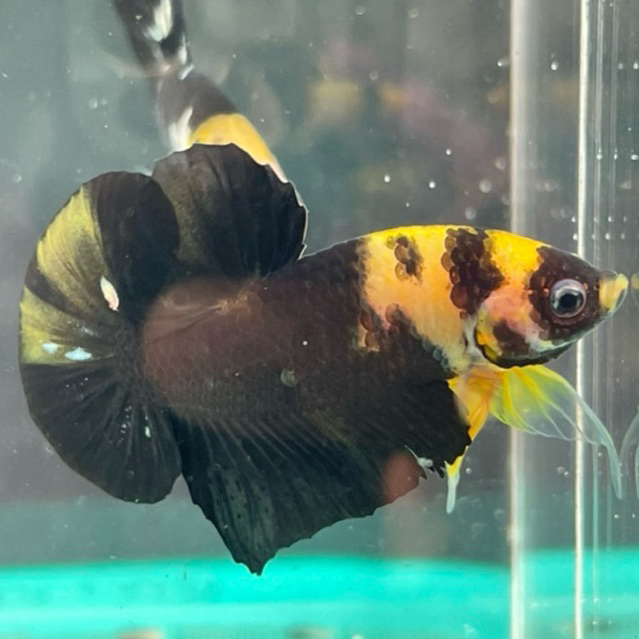 cupang yellow koi cooper paket 10 ekor bahan