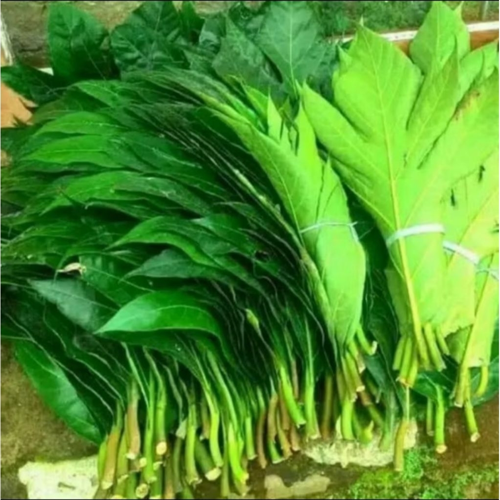 

Daun sukun fresh 500gram/Herbal Alami