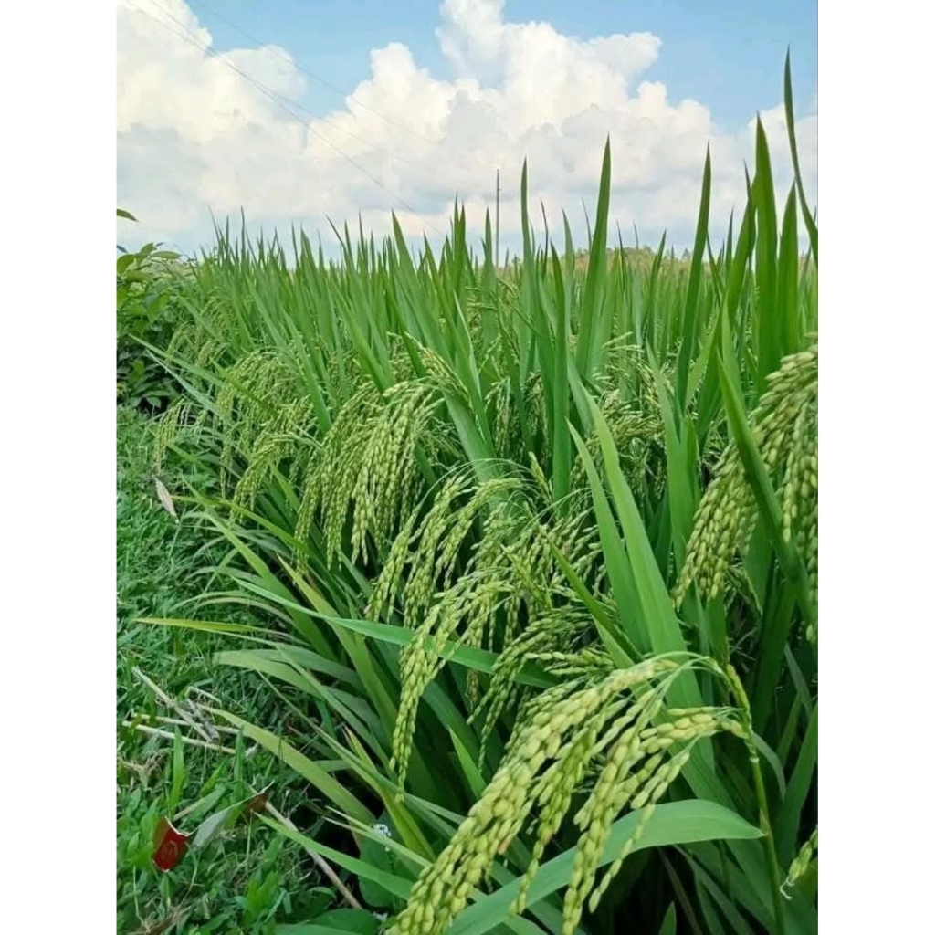 BENIH PADI SUPER UNGGUL BERKUALITAS INPARI 50 MENTES KEMASAN 5KG