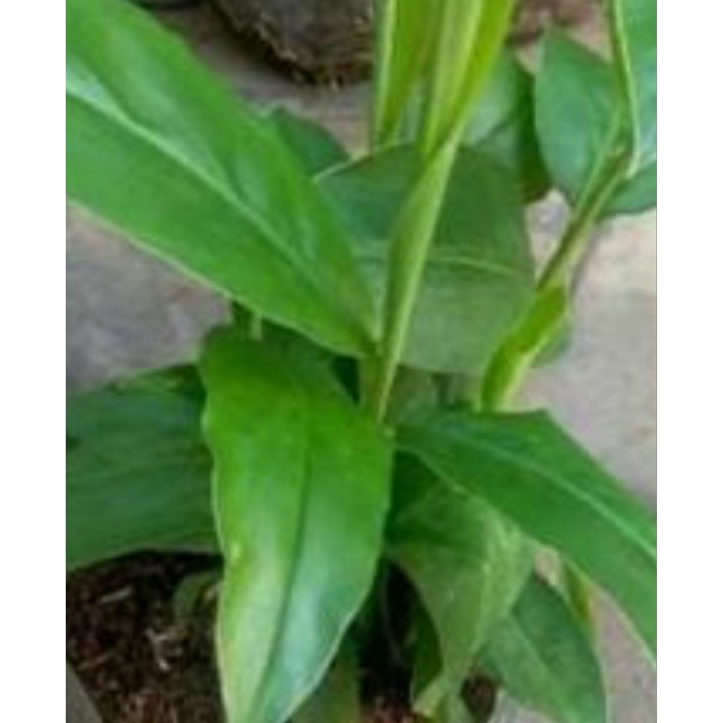 tanaman lengkuas merah