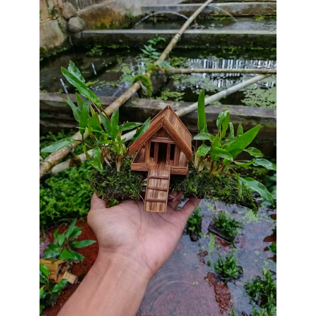 Miniatur rumah media kayu rentek cryptocoryne wendtii green tanaman aquascape