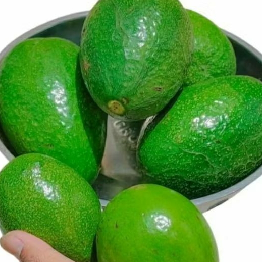 

Murah !! alpukat mentega 1 kg fresh