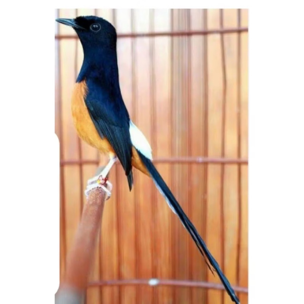 BURUNG MURAI MEDAN NO GEMBUNG EKOR PANJANG RAWATAN