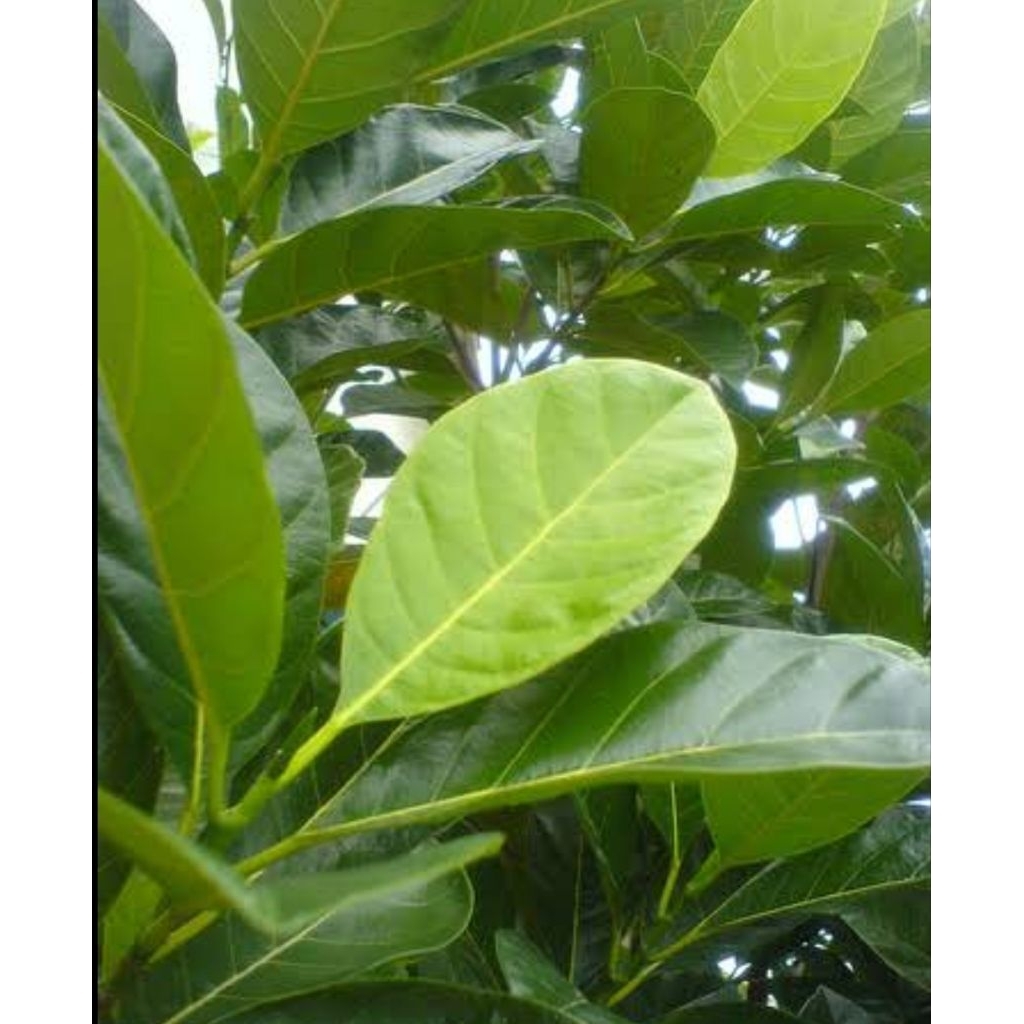 

Daun nangka segar petik langsung 1 kg organik