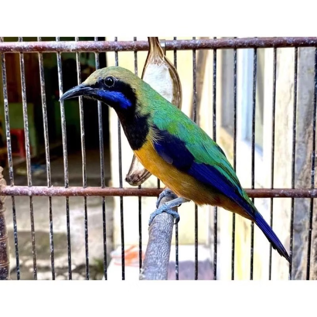 Burung Ccak Cungkok Jantan Pilihan Mulus Masteran Handal