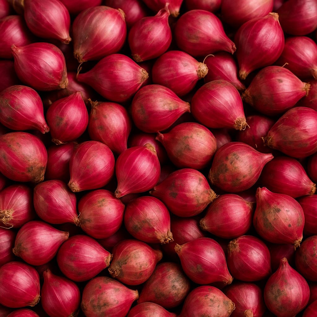 

bwambang merah lokal super