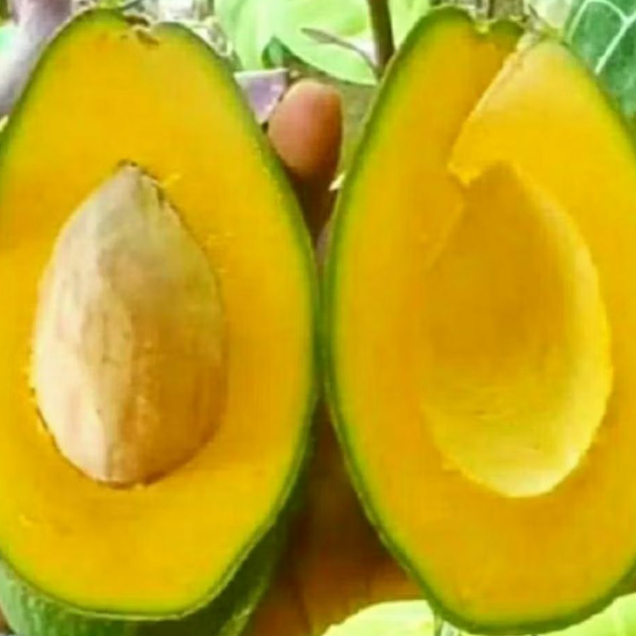 

PROMO !!! alpukat 1 kg isi 4 dan 5 buah fresh