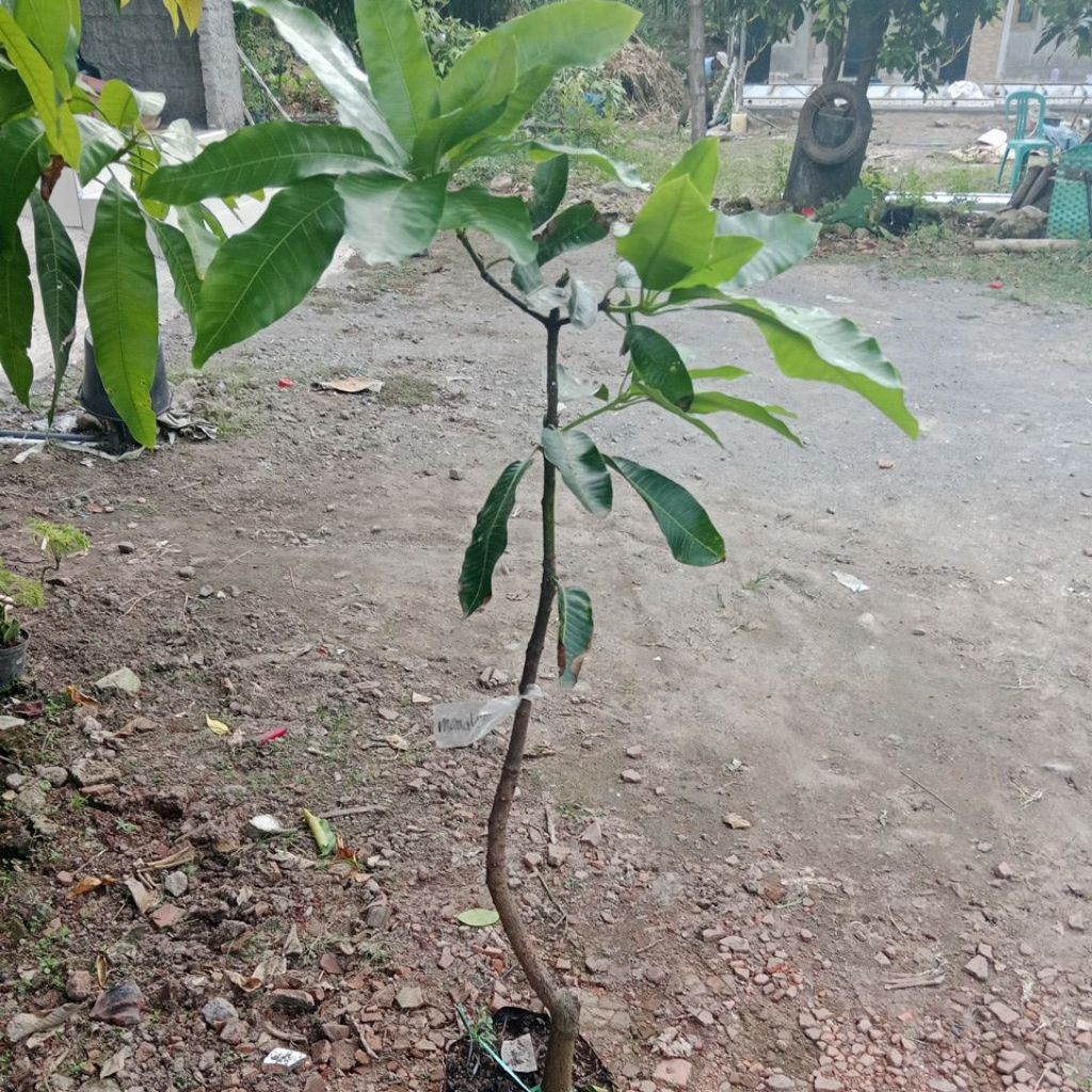 bibit mangga manalagi probolinggo