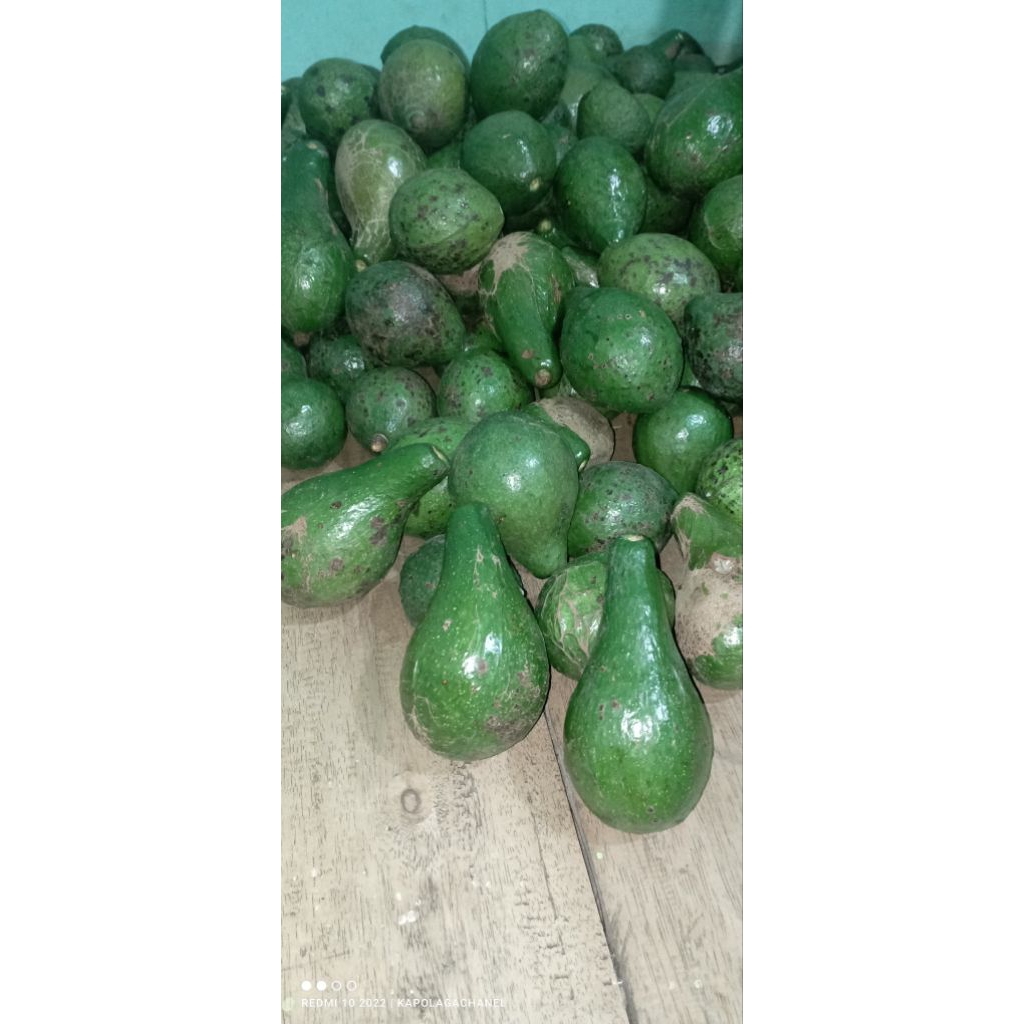 

alpukat mentega 1kg murah