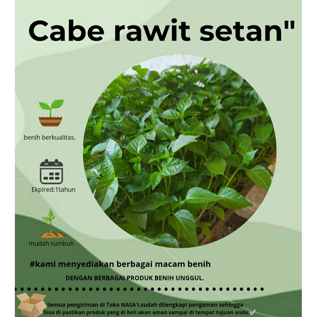 

1 pohon cabe rawit setan'