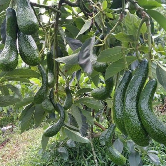 entres alpukat SAB 034 - pucuk tunas alpukat SAB 034