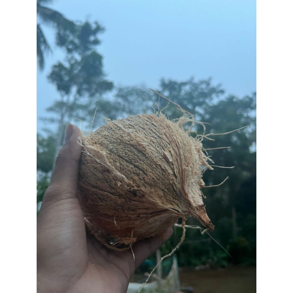 

kelapa