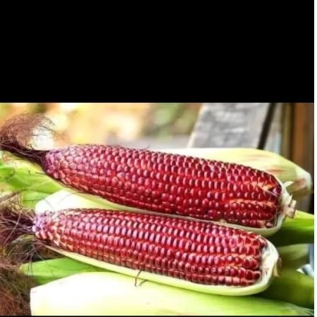 

jagung ketan ungu 1 kg fresh.