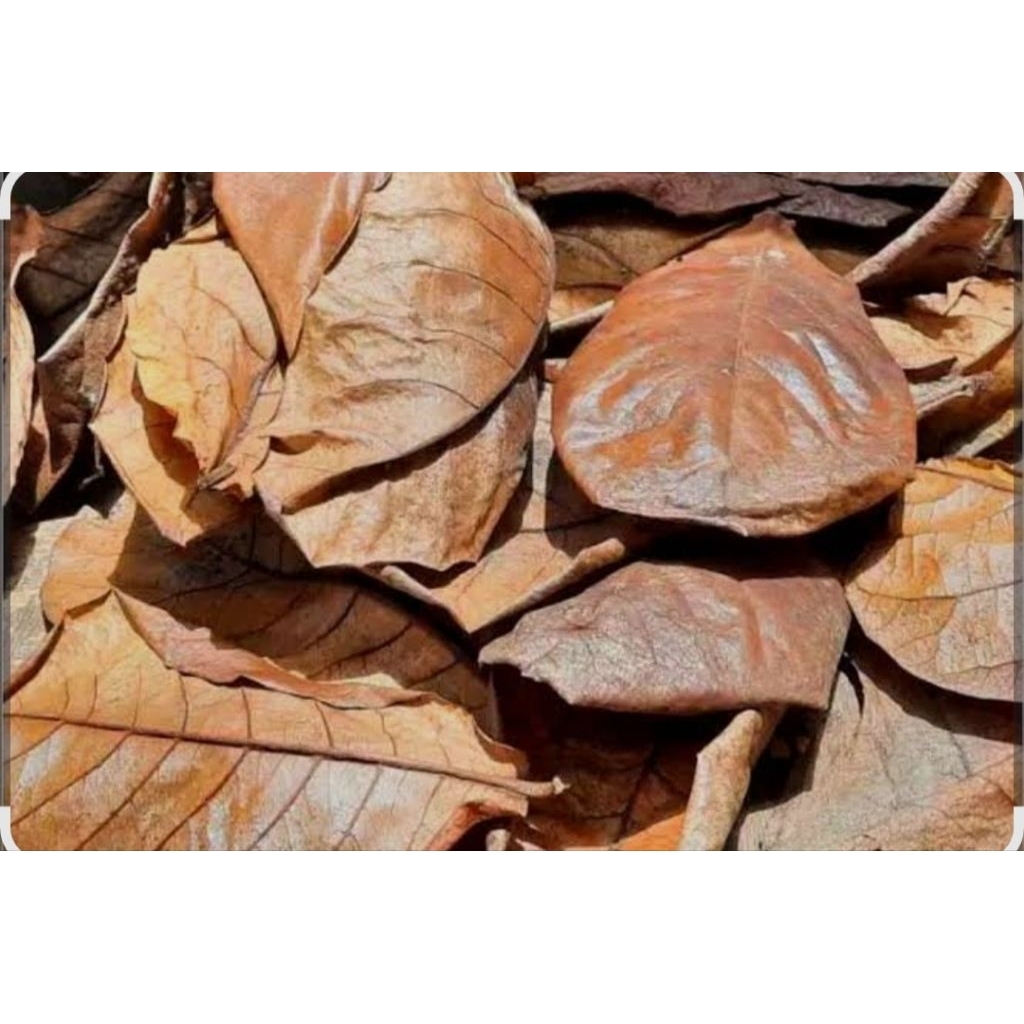 DAUN KETAPANG 1KG BELUM DIOLAH