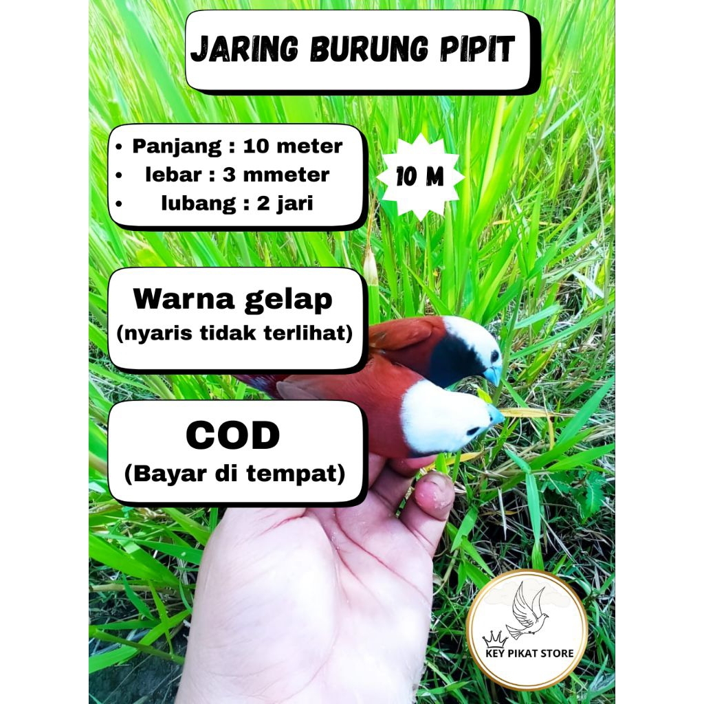 jaring burung pipit