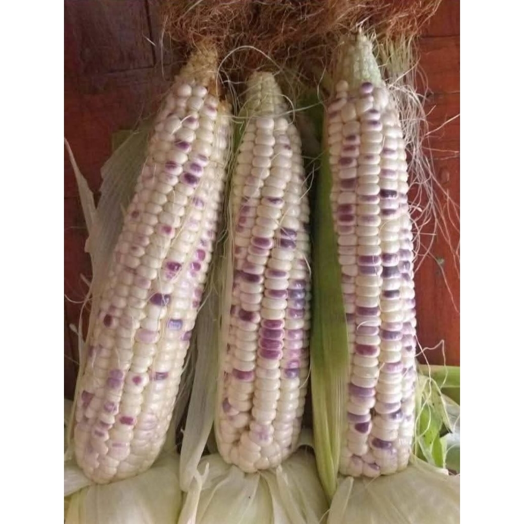 

1 kg jagung ketan batik