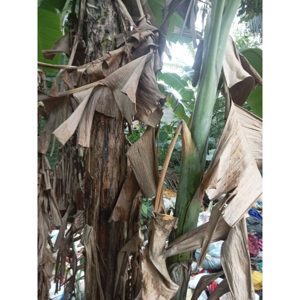 

daun pisang kering 1kg