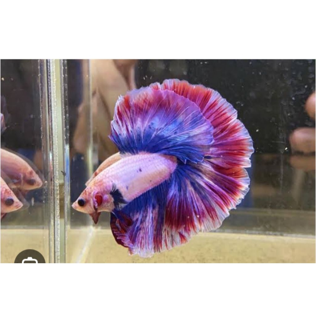 CUPANG HALFMOON ROSTAIL