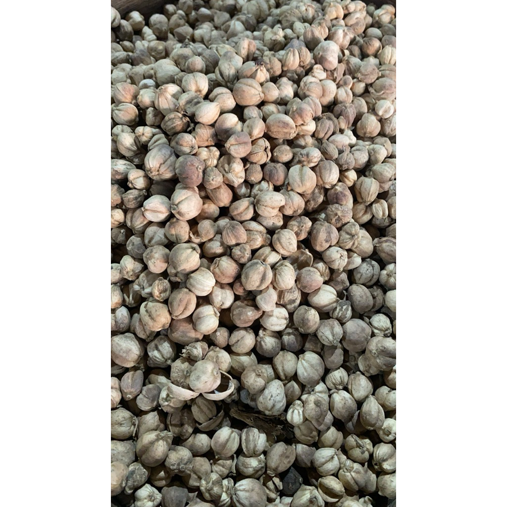 

Kapulaga Jamu / Kapulaga Kemasan 100gr