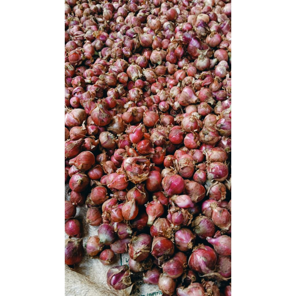 

bawang merah 500gr