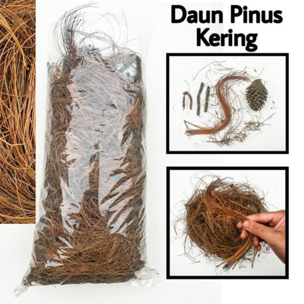 Daun Pinus Kering
