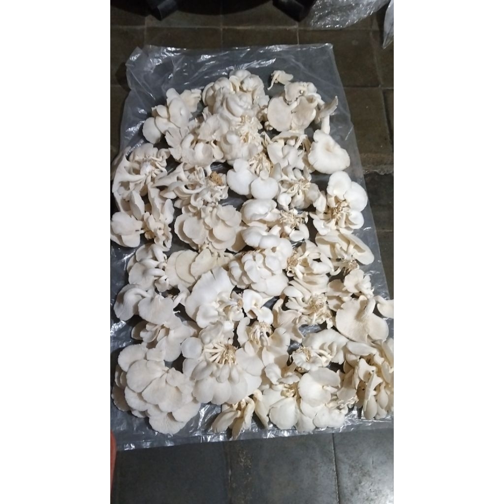 

Jamur Tiram Putih