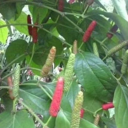 

1PCS BUAH CABE JAWA CABE JAMU