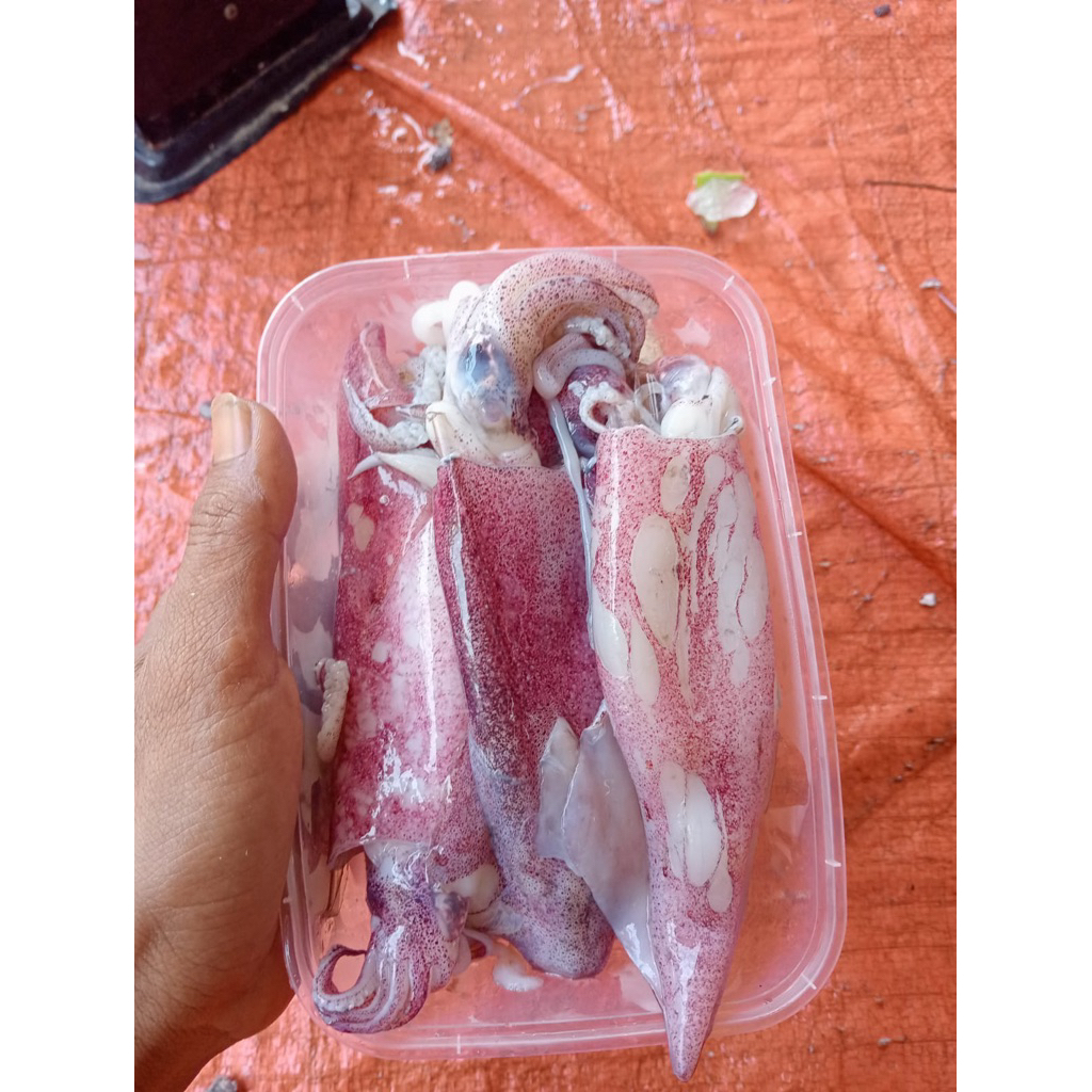 

cumi bangka ukuran besar