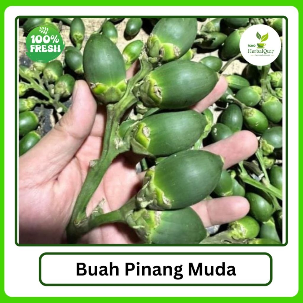 

Buah pinang muda Fress 250 gram stamina pria