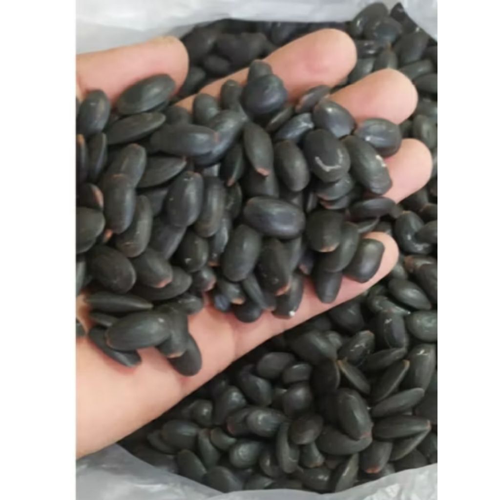 

biji Kedawung /Dawung 1kg