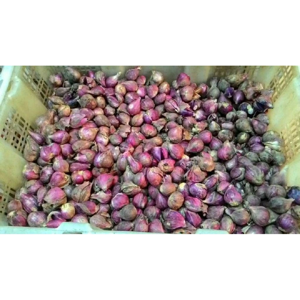 

Bawang Mirah Protolan