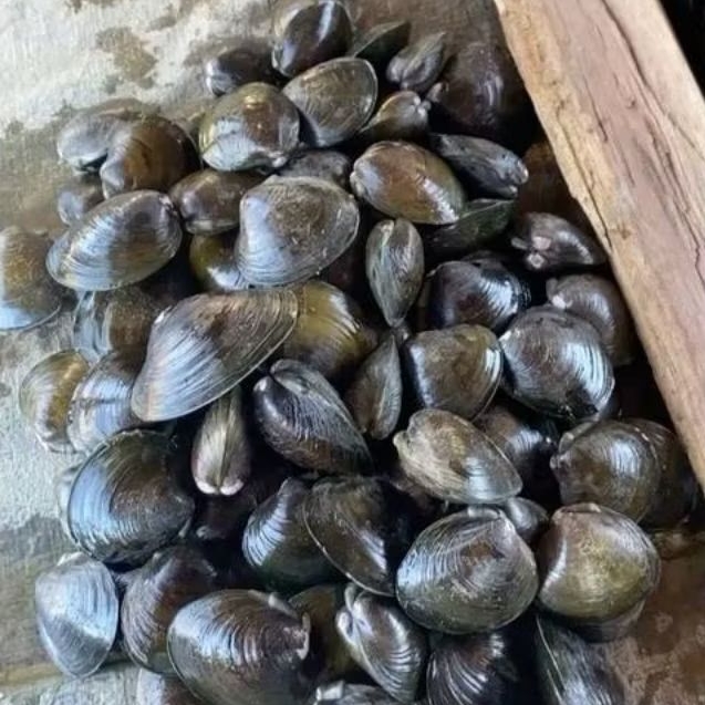 

KEPAH KERANG 500g Segar Seafood Fresh Pasar Flamboyan