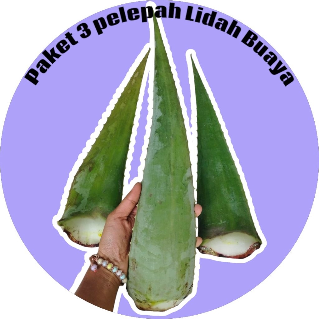

Paket Hemat Pelepah Lidah buaya bisa konsumsi isi 3