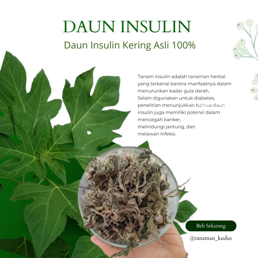 DAUN INSULIN KERING| TEH INSULIN | TEH INSULIN HERBAL