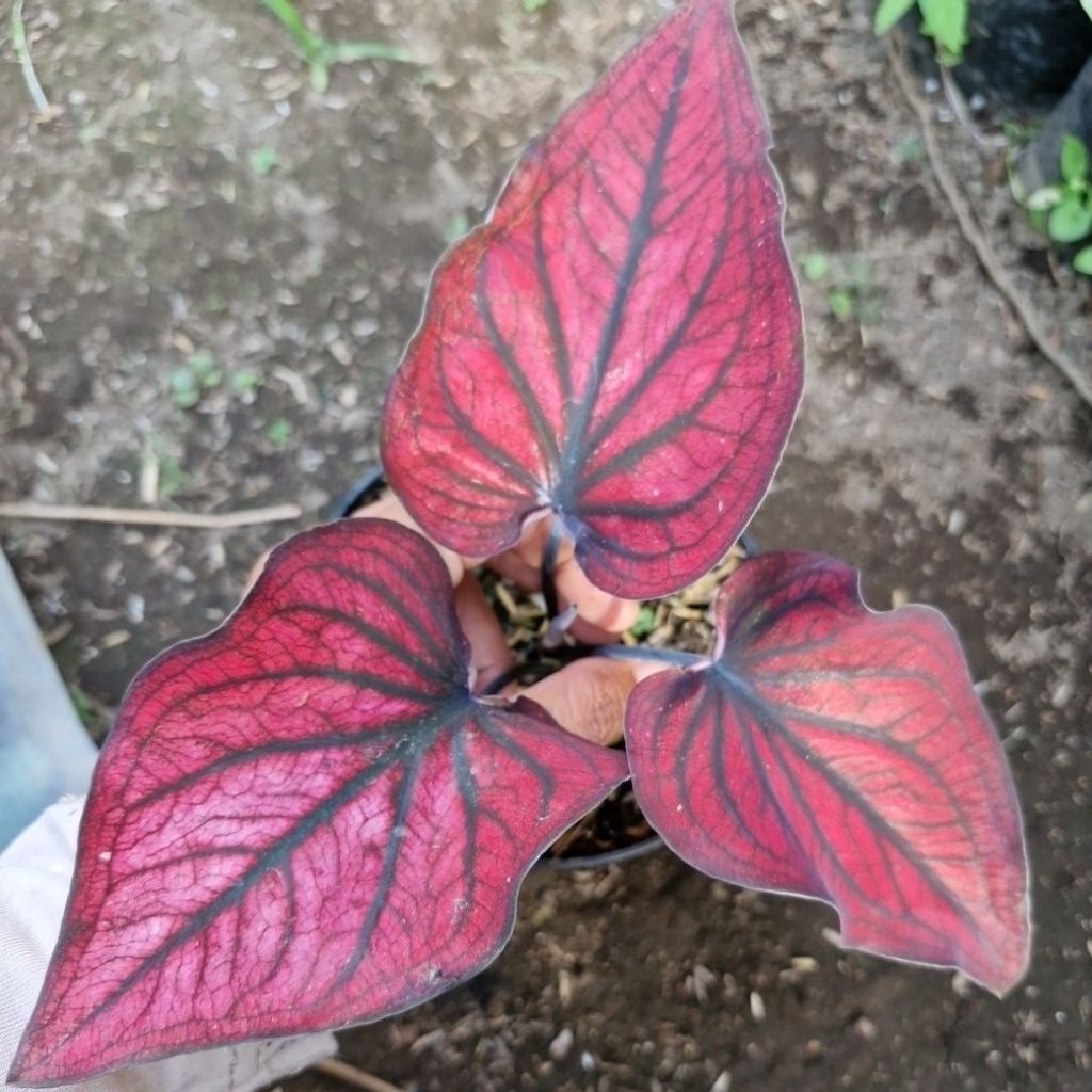 Caladium Red Stone