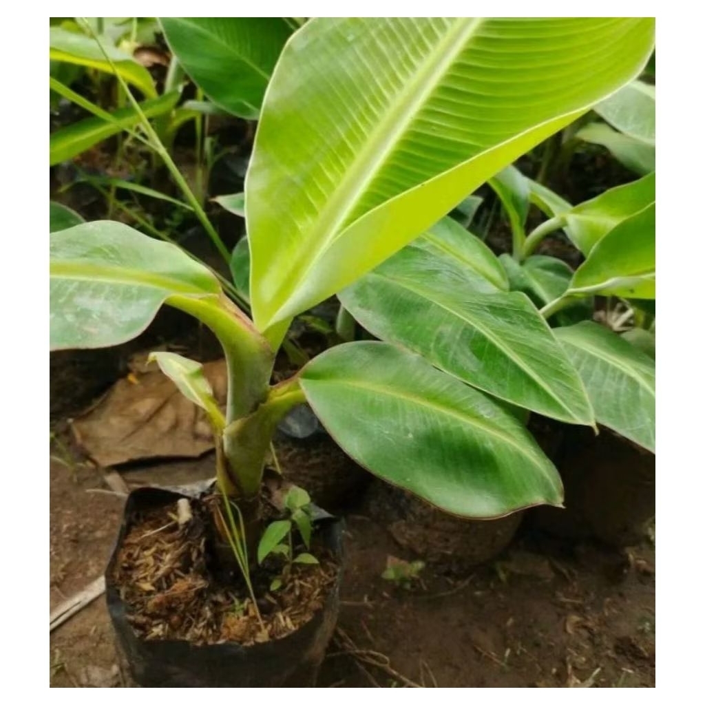 bibit pisang mas kirana