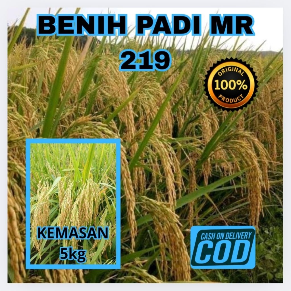 BENIH BIBIT PADI UNGGUL MR 219 BERKUALITAS Kemasan (5Kg)