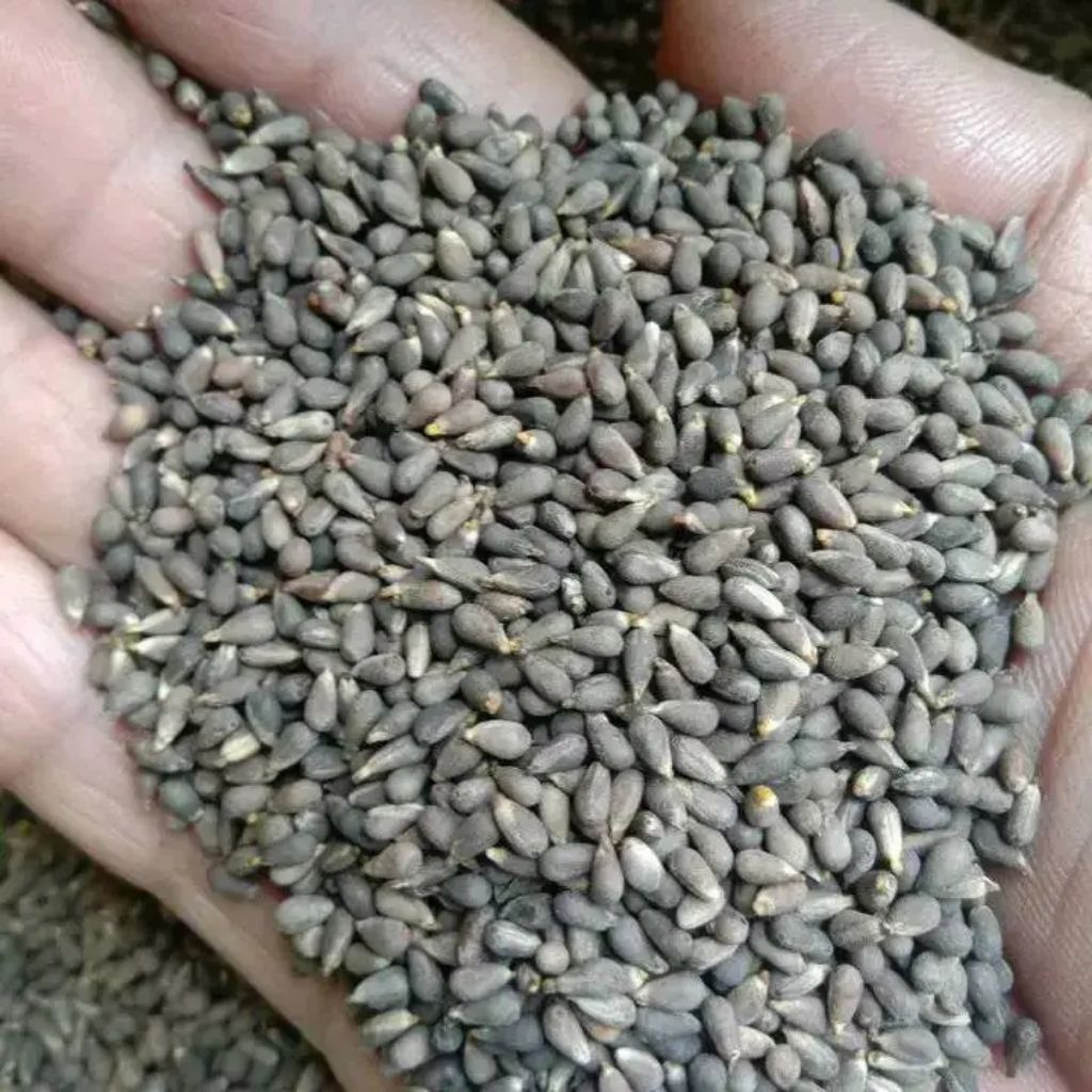 

biji balsa putih 50gram isi 2500 biji